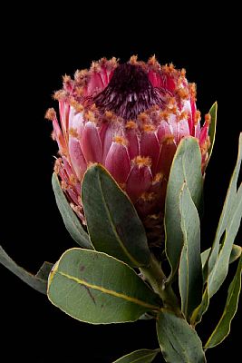 Protea-Protea Barbigera